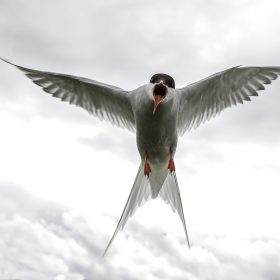 Bill Norfolk - Tern Attack